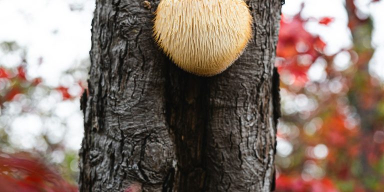 Lion’s Mane (pruikzwam) groeiend aan een boomstam