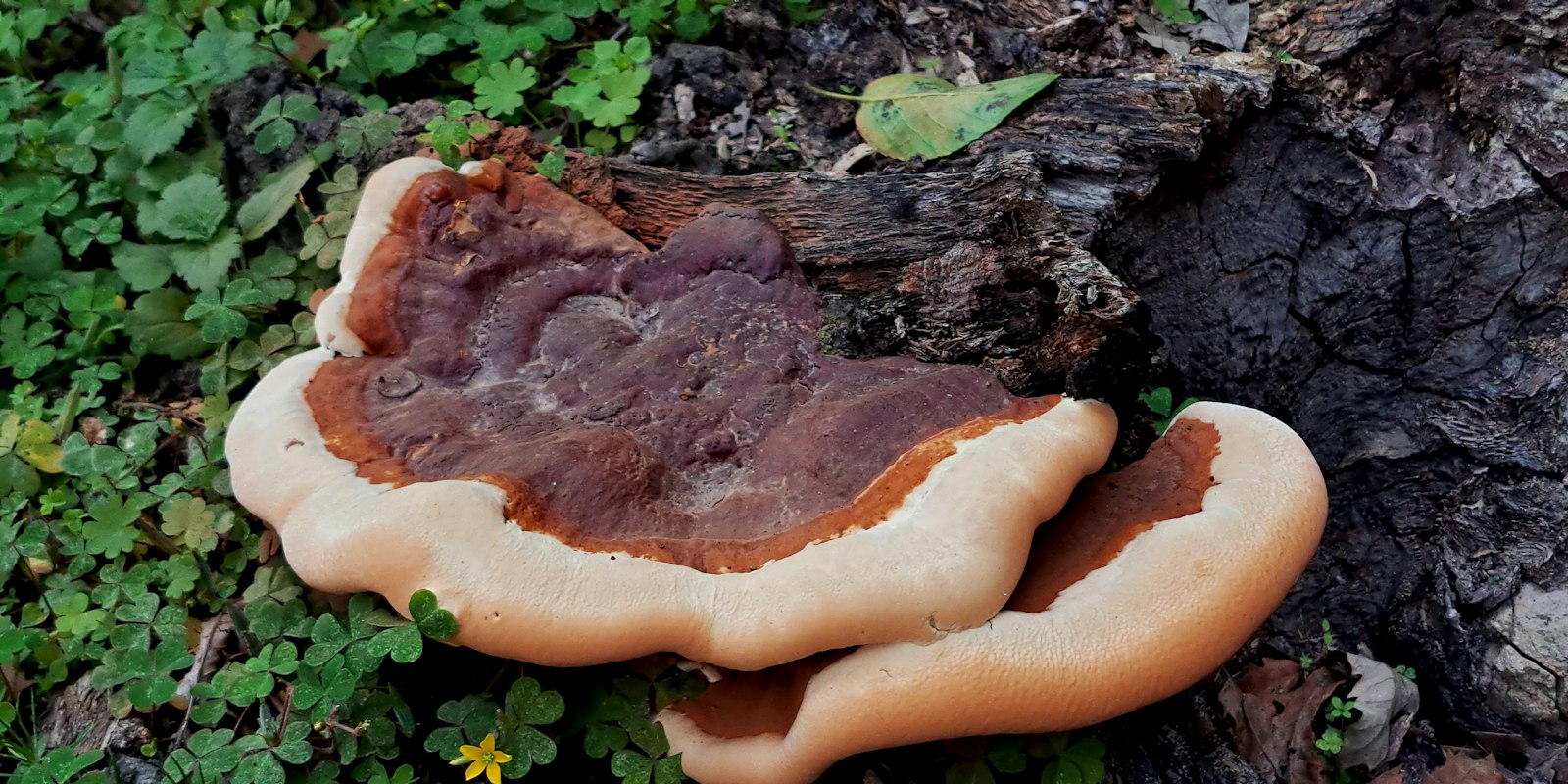 Reishi (lakzwam) op een boomstam